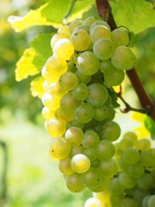 grappe raisin vignes
